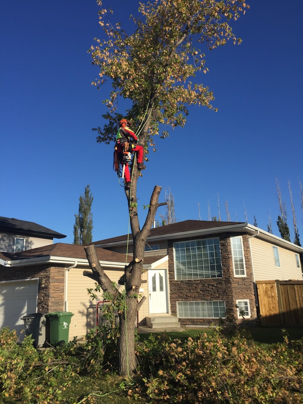 Bucks Tree Service | 1512 Grant Ct NW, Edmonton, AB T5T 6L3, Canada | Phone: (780) 934-8837