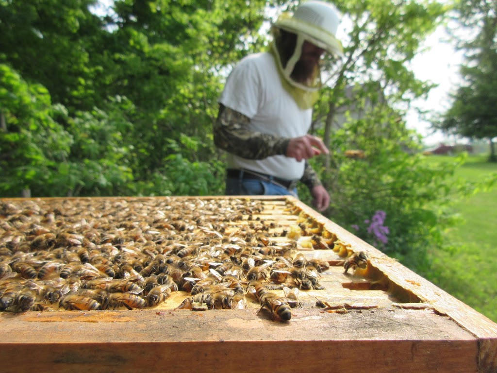 BLB Honey & Beekeeping Supplies | 102 Metcalfe Ave, Dresden, ON N0P 1M0, Canada | Phone: (519) 683-4363