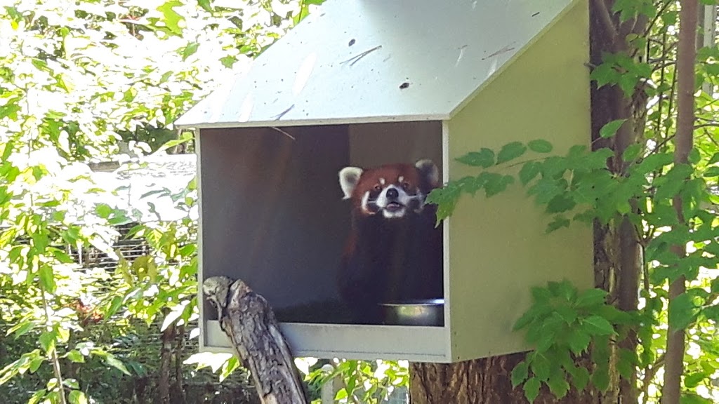 Red Panda Exhibit | 2000 Meadowvale Rd, Scarborough, ON M1B 5K7, Canada | Phone: (416) 392-5929