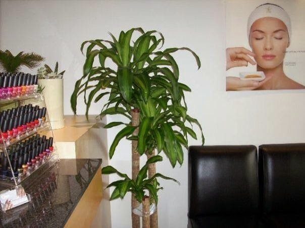 Qspa Nail Salon West Island | 4230 Boul Saint-Jean, Dollard-des-Ormeaux, QC H9H 3X4, Canada | Phone: (514) 696-7772