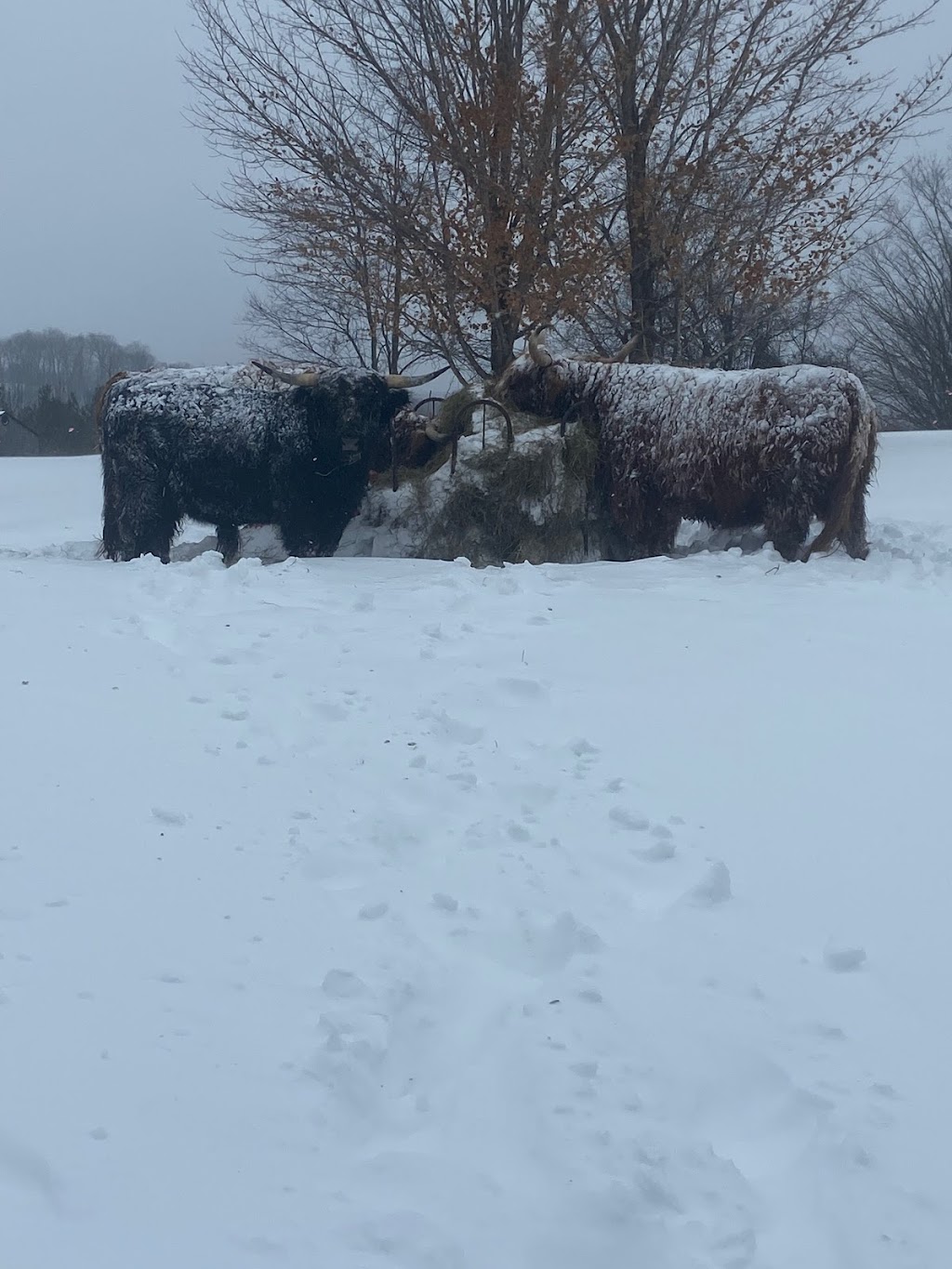 Silver Maple Highlands Farm | 174 Boyle Rd, Grafton, ON K0K 2G0, Canada | Phone: (905) 269-8510