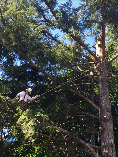 Vertical Tree Care | 632 Jadel Dr, Victoria, BC V9C 2L2, Canada | Phone: (250) 888-8790