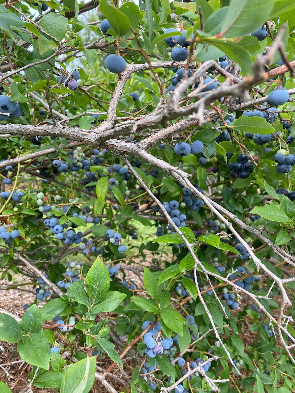 BLEUETIÈRE Les jardins bleus | 4 Chem. Montplaisir, Hatley, QC J0B 2C0, Canada | Phone: (438) 321-5666