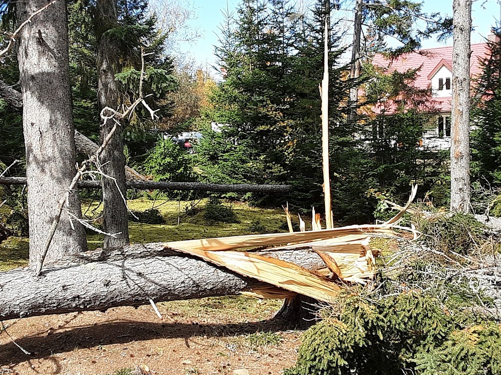 MacDonald Firewood & Tree Services | 906 NB-525, Sainte-Marie-de-Kent, NB E4S 2H5, Canada | Phone: (506) 233-9798