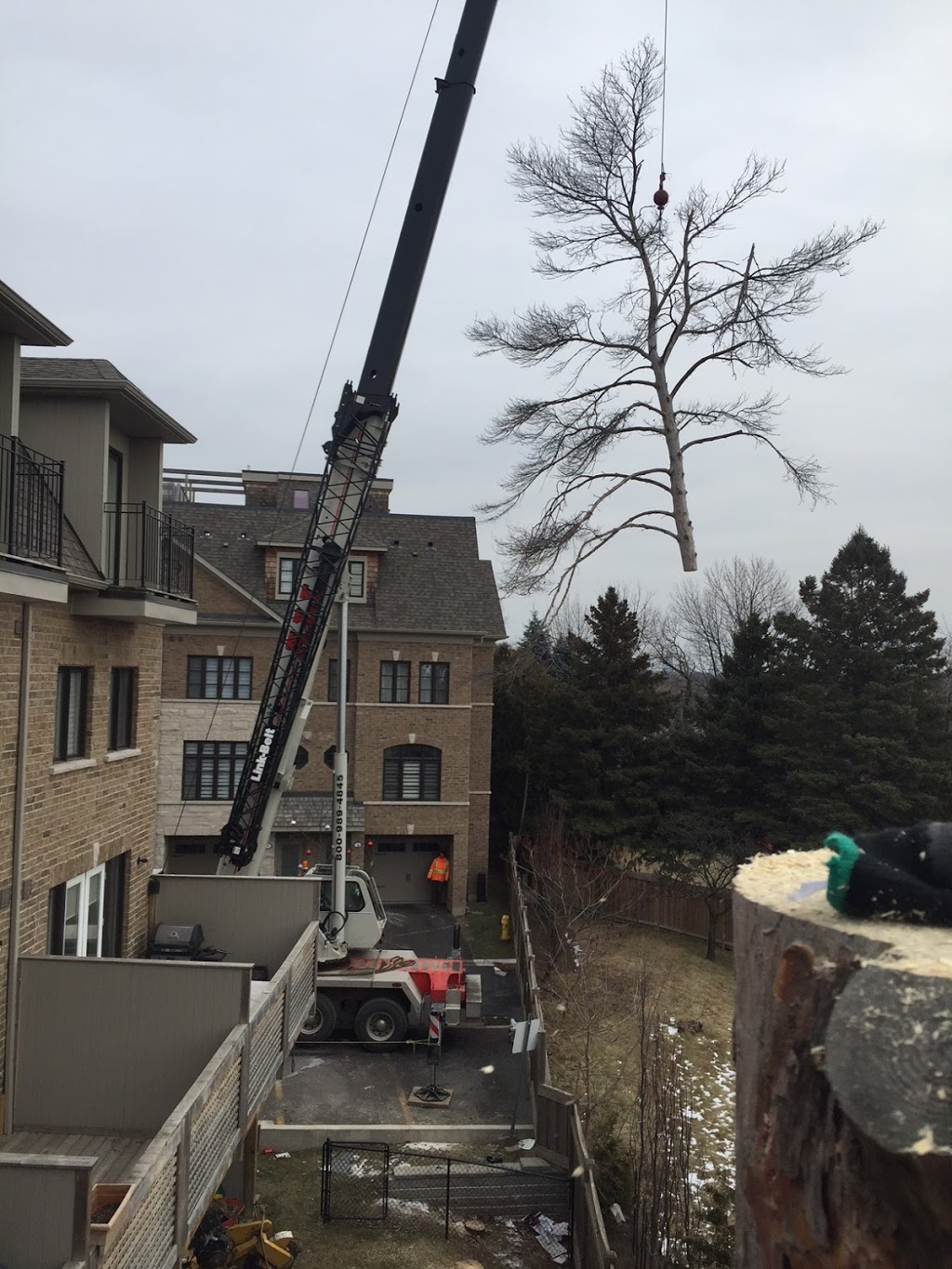 STS Tree Services | 7531 Ninth Line, Mississauga, ON L5N 0C1, Canada | Phone: (905) 821-7877