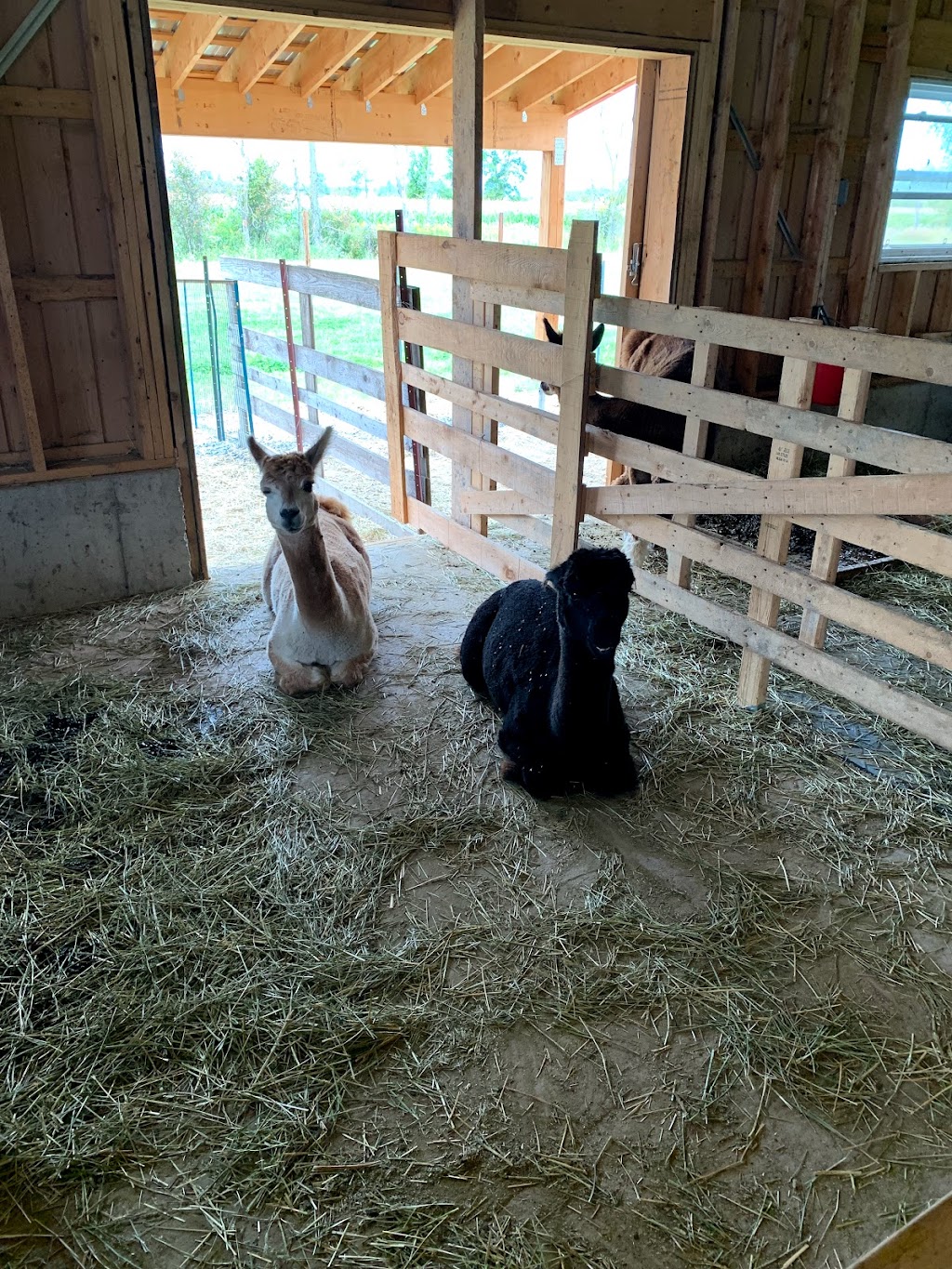 Alpacas Belarroyo | 9701 Rang de la Fresnière, Mirabel, QC J7N 2R8, Canada | Phone: (450) 258-2816