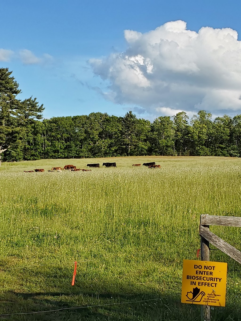 Joudreys Hilltop Farm | 40 Burgoyne Rd, Danesville, NS B4V 8N9, Canada | Phone: (902) 298-9451