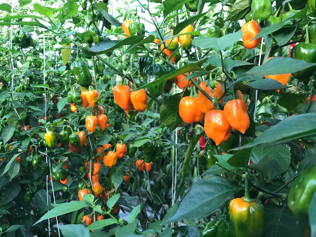 Doefs Greenhouses Ltd. | 41117 Hwy 792, Lacombe County, AB T4L 2N3, Canada | Phone: (403) 782-2704