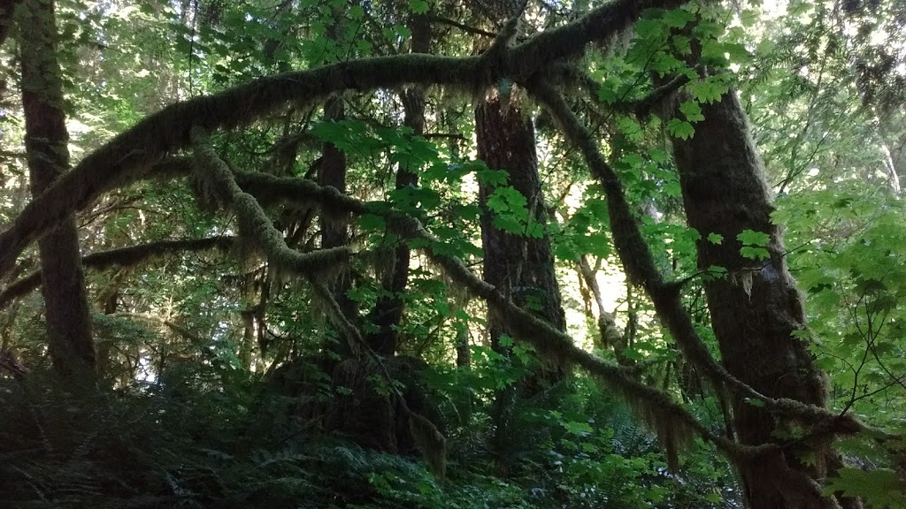 Swamp Lantern Trail_Alice Lake Provicial Park | Squamish, BC V0N 1H0, Canada