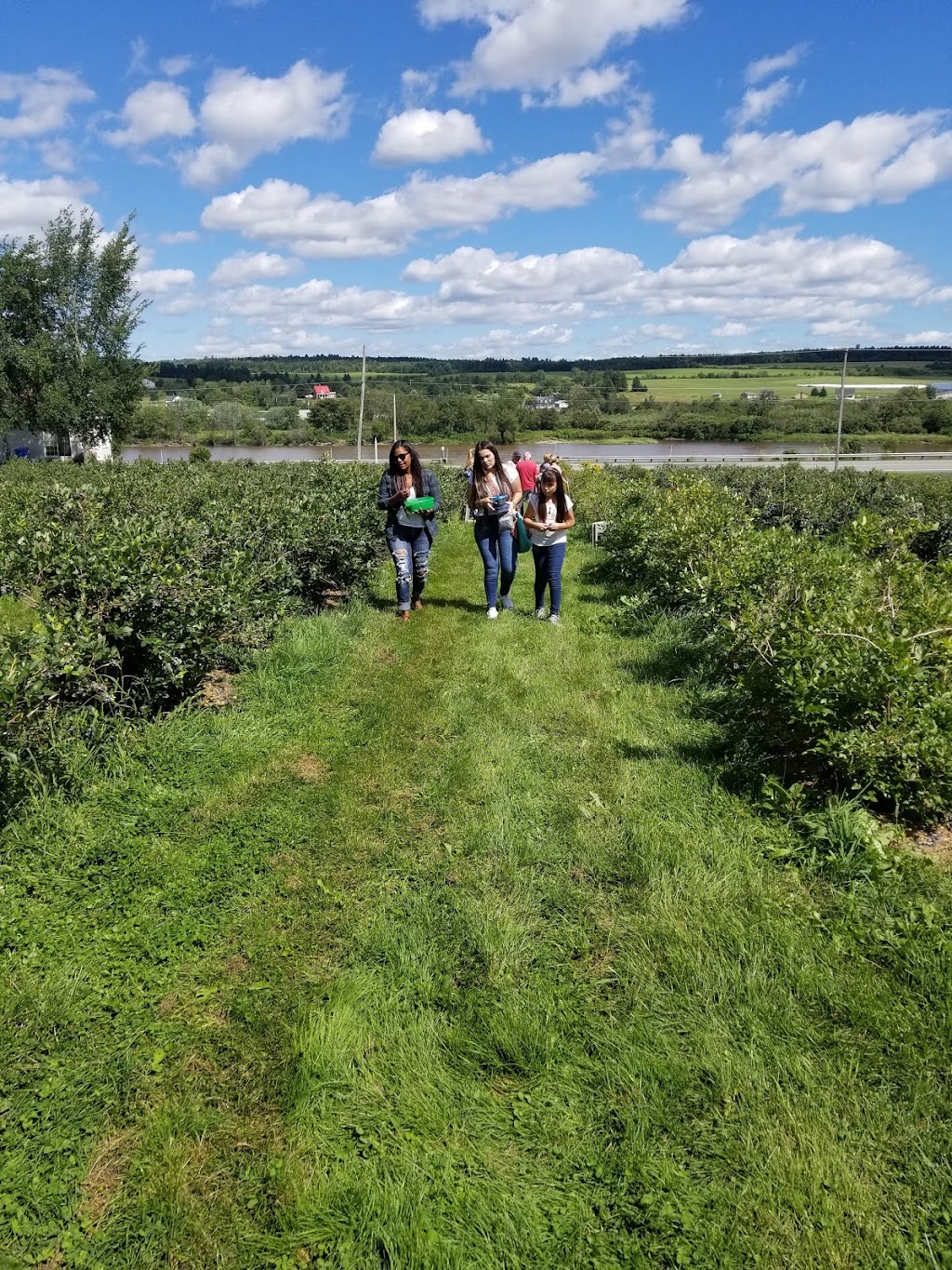 Ferme G. Pomerleau inc. | 38, 6ième avenue Nord, Saint-Georges, QC G5Z 0R1, Canada | Phone: (418) 228-7384