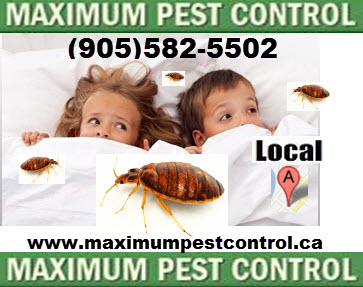 Maximum Pest Control Services. | 96 Kenilworth Ave N, Hamilton, ON L8H 4R5, Canada | Phone: (289) 396-5426