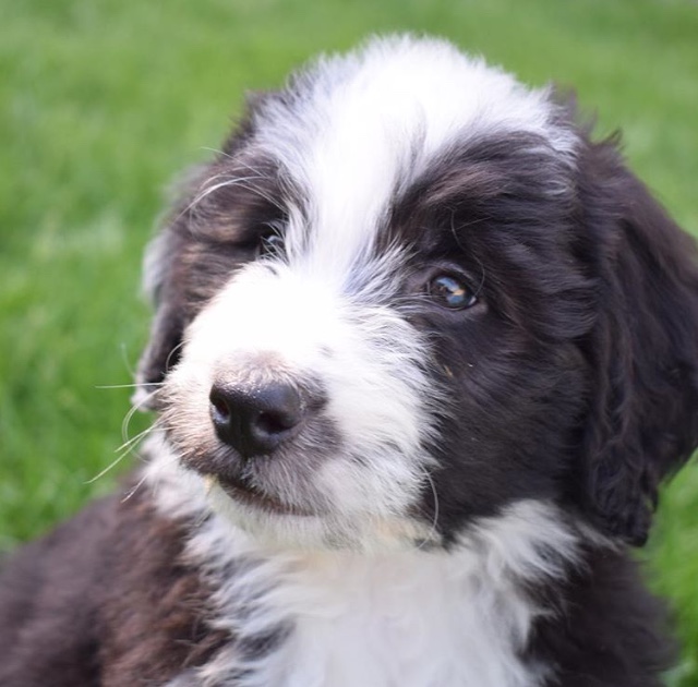 Maple Breeze Kennels Bernedoodles | 5466 Line 84, Listowel, ON N4W 3G9, Canada | Phone: (519) 496-6651