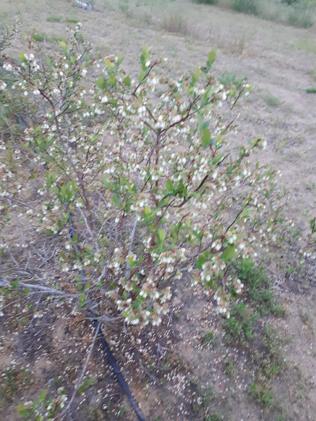 Dietrich Blueberries | Norfolk County, ON N3Y 4K5, Canada | Phone: (226) 567-7577