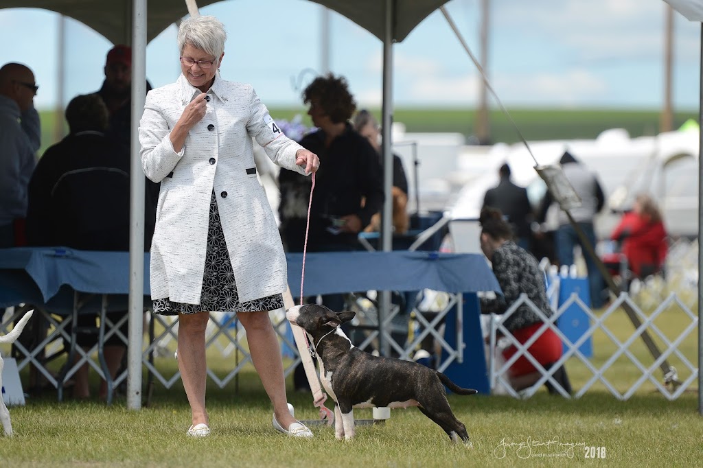 Tinydancer Miniature Bull Terriers - Canada | RR1, Millarville, AB T0L 1K0, Canada | Phone: (403) 933-5700