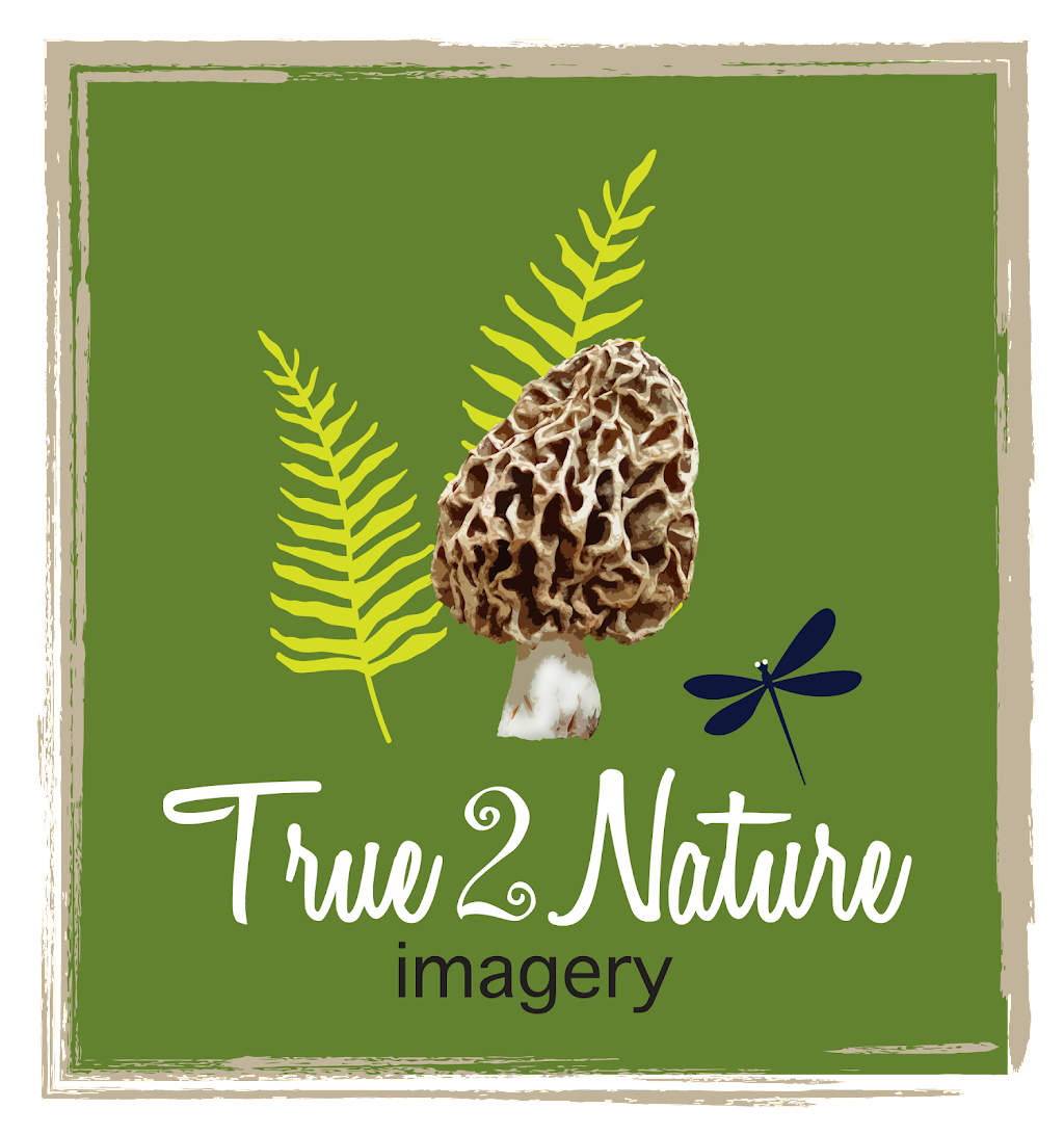 True2Nature Imagery | 7 Memorial Ave, Elmira, ON N3B 2P8, Canada | Phone: (519) 803-5341