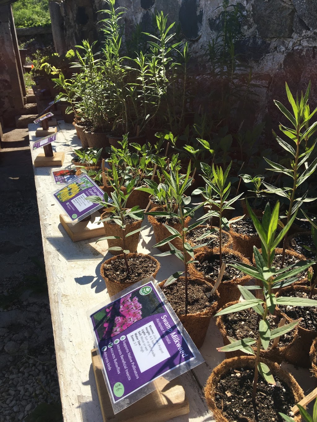 Lacewing Plants and Seedlings (at Fiddlehead Nursery) | 235599, Grey County Rd 13, Kimberley, ON N0C 1G0, Canada | Phone: (647) 465-7829