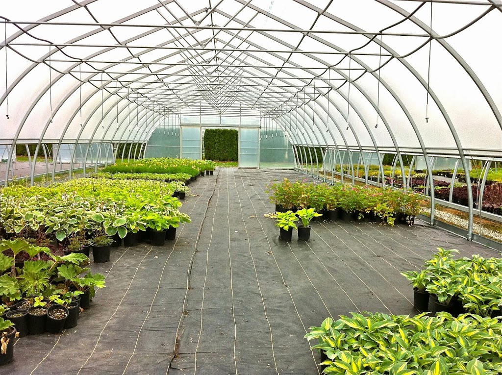 BW Greenhouse | 29020 Fraser Hwy, Abbotsford, BC V4X 1G8, Canada | Phone: (604) 856-1303