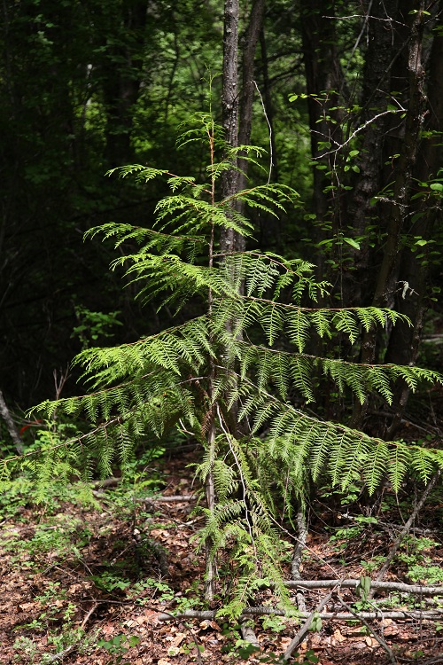 Xaxlip Community Forest | 1433 Fountain Vly Rd, Lillooet, BC V0K 1V0, Canada | Phone: (250) 256-4228