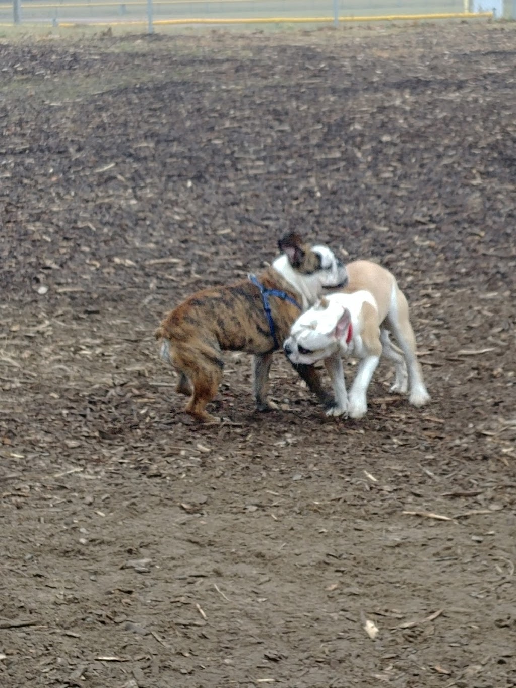 Tillsonburg Dog Park | 45 Hardy Ave, Tillsonburg, ON N4G 1H6, Canada | Phone: (519) 688-9011