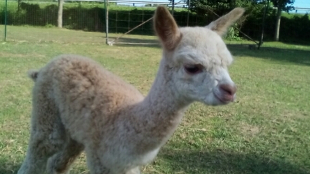 Garrick Corners Alpacas And Boutique | 630 Rue Bruce, Dunham, QC J0E 1M0, Canada | Phone: (450) 525-3083