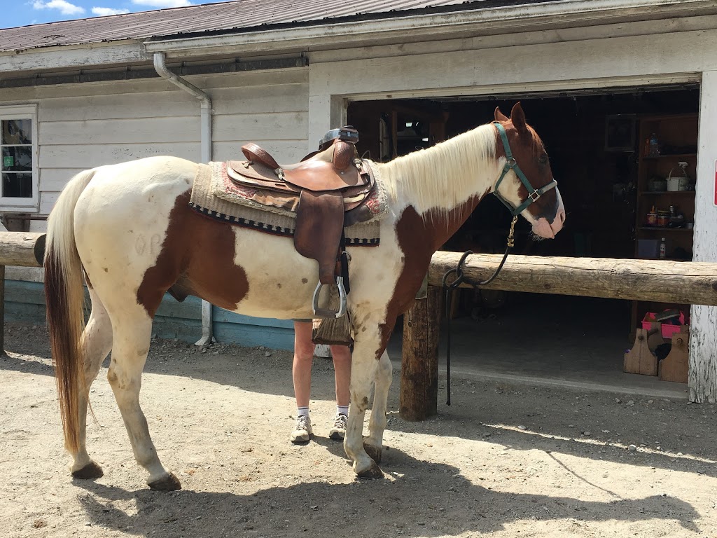 Leghorn Ranch Trail Rides & Hay Sales | 20254 Old Dewdney Trunk Rd, Pitt Meadows, BC V3Y 1Z1, Canada | Phone: (778) 886-1343