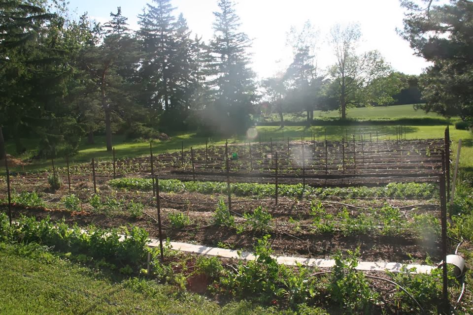 A New Leaf Farm | 9720 Chippewa Rd W, Mount Hope, ON L0R 1W0, Canada | Phone: (905) 679-5485