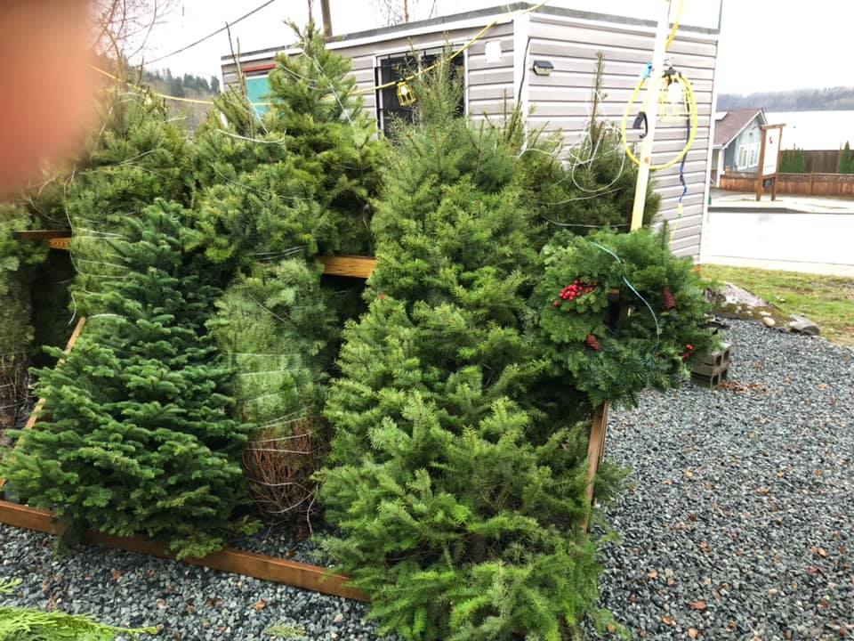 big rig Christmas trees | 3080 Dollarton Hwy, North Vancouver, BC V7H 1B3, Canada | Phone: (604) 499-6991