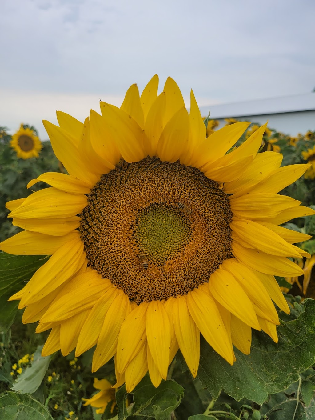 Sunflower Valley Farms | 25528 Township Rd 410, LACOMBE COUNTY, AB T4L 2N4, Canada | Phone: (403) 506-3374