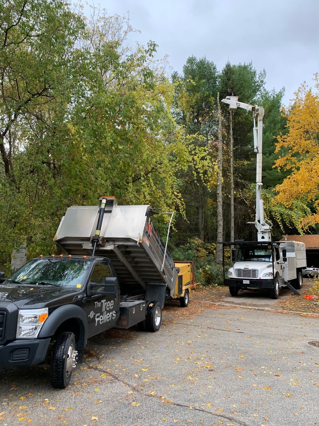 The Tree Fellers | Nottawa, ON L0M 1P0, Canada | Phone: (705) 441-2494