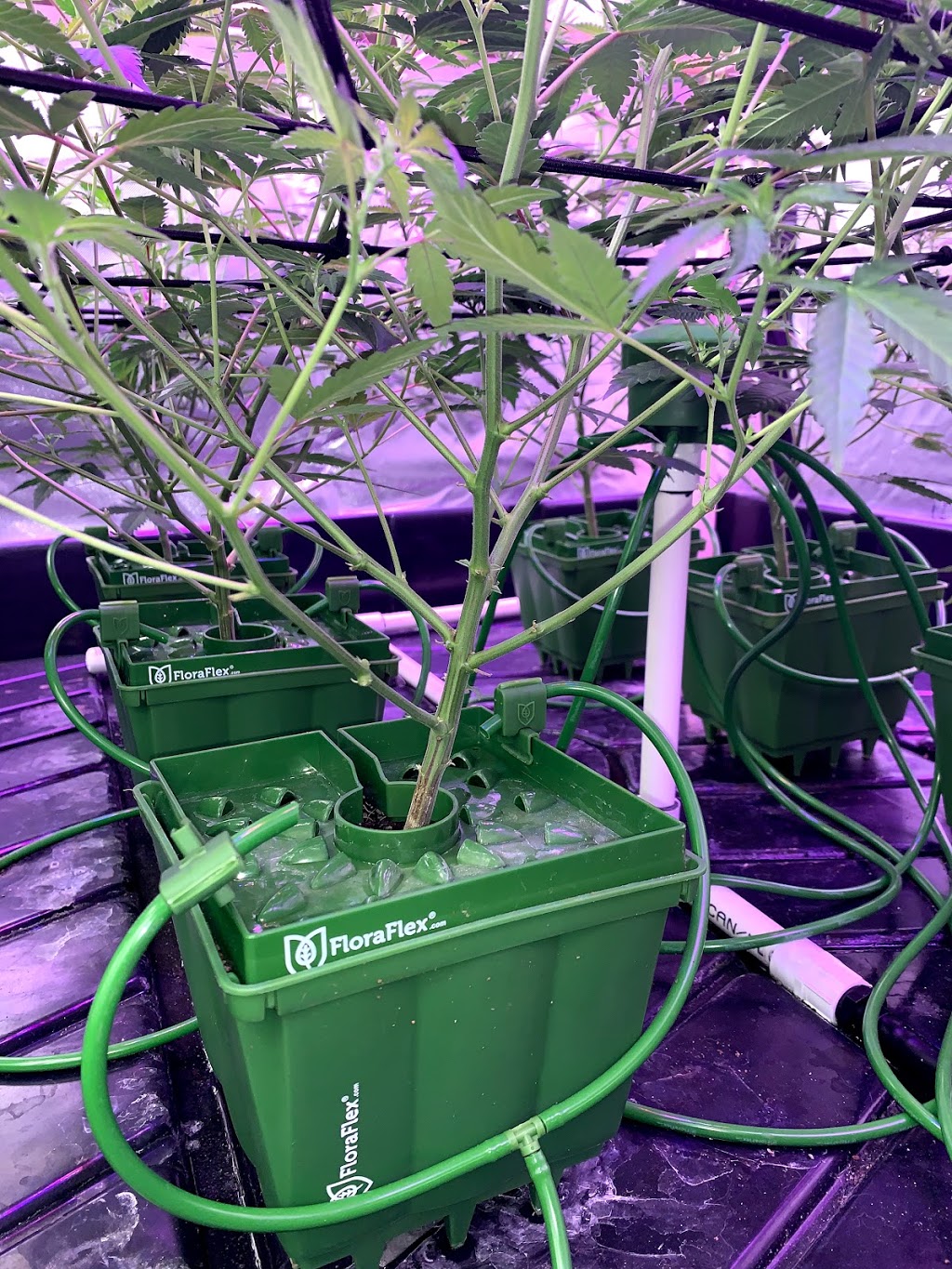 The Grow Depot | 1040 Martin Grove Rd Unit 11, Etobicoke, ON M9W 4W4, Canada | Phone: (647) 748-4769