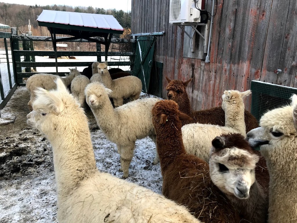 Les Alpagas de la Ferme Norli | 160 Route Pierre Laporte, Bromont, QC J2L 2V8, Canada | Phone: (450) 534-2305