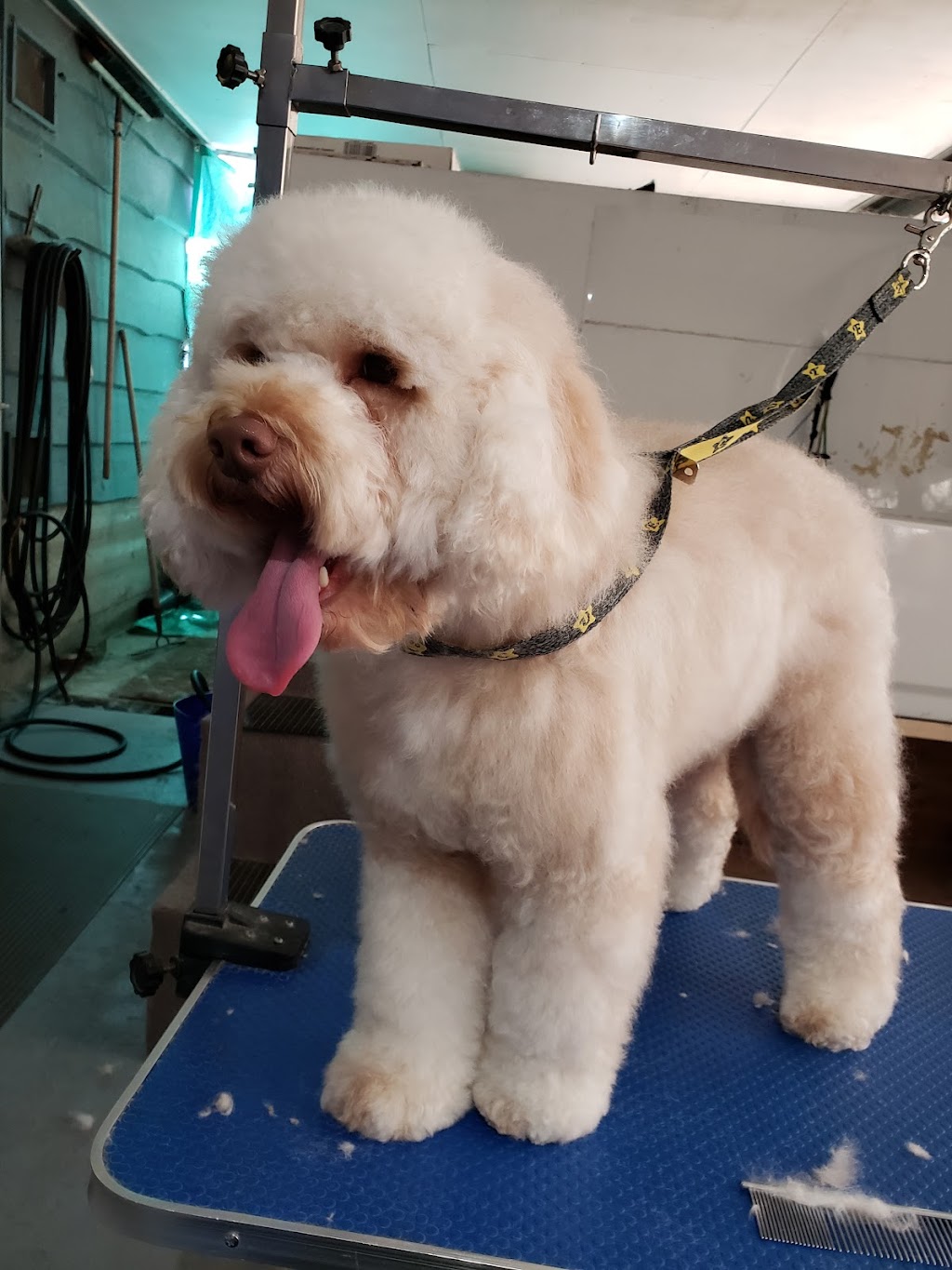 Megs Dog Grooming | 1550 Cory Rd, White Rock, BC V4B 3J2, Canada | Phone: (604) 614-2838