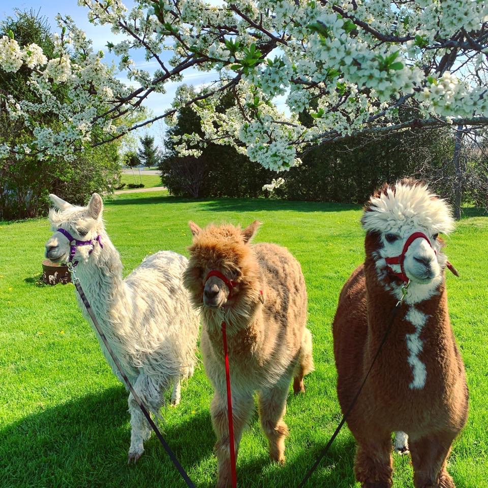 Sylvan Alpacas | 33015 Sylvan Rd, Parkhill, ON N0M 2K0, Canada | Phone: (226) 964-1764