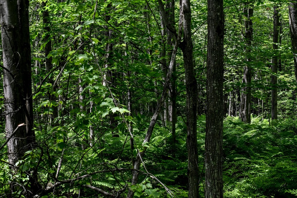 Lavigne Natural Park - South | Cardinal Trail, Clarence-Rockland, ON K0A, Canada