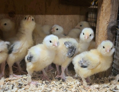 KB Ranch Heritage Breed Poultry | 418127 48st W, AB T1S 1A1, Canada | Phone: (780) 504-0646