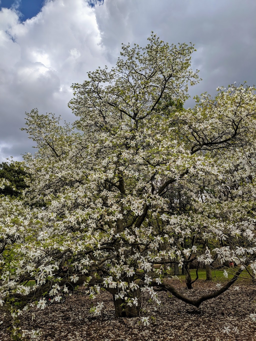 Blossom trees | Unnamed Road, Ottawa, ON K2C 3R6, Canada