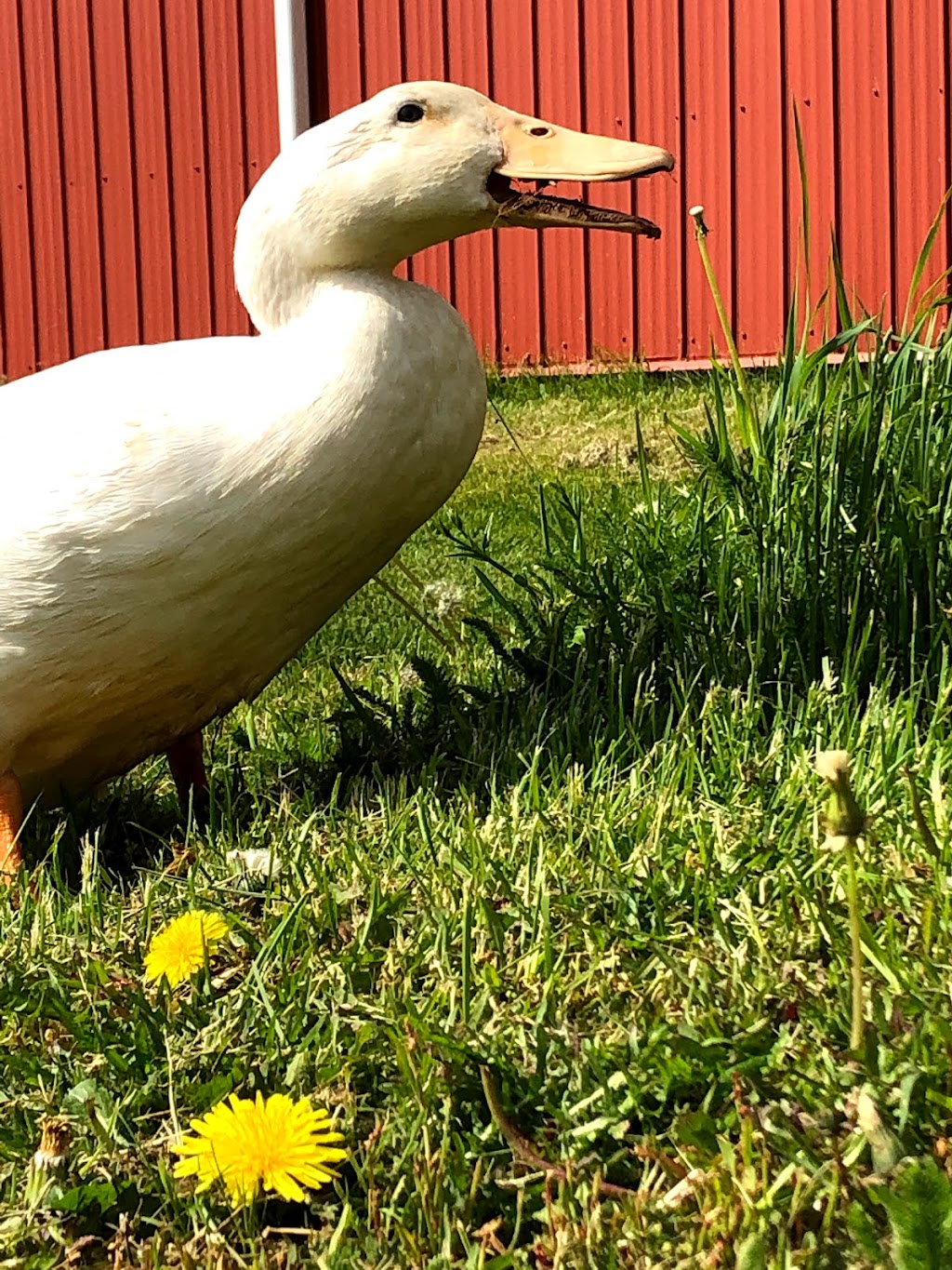 Storehouse Farm | 224 Boulter Loop, Crapaud, PE C0A 1J0, Canada | Phone: (902) 954-0643