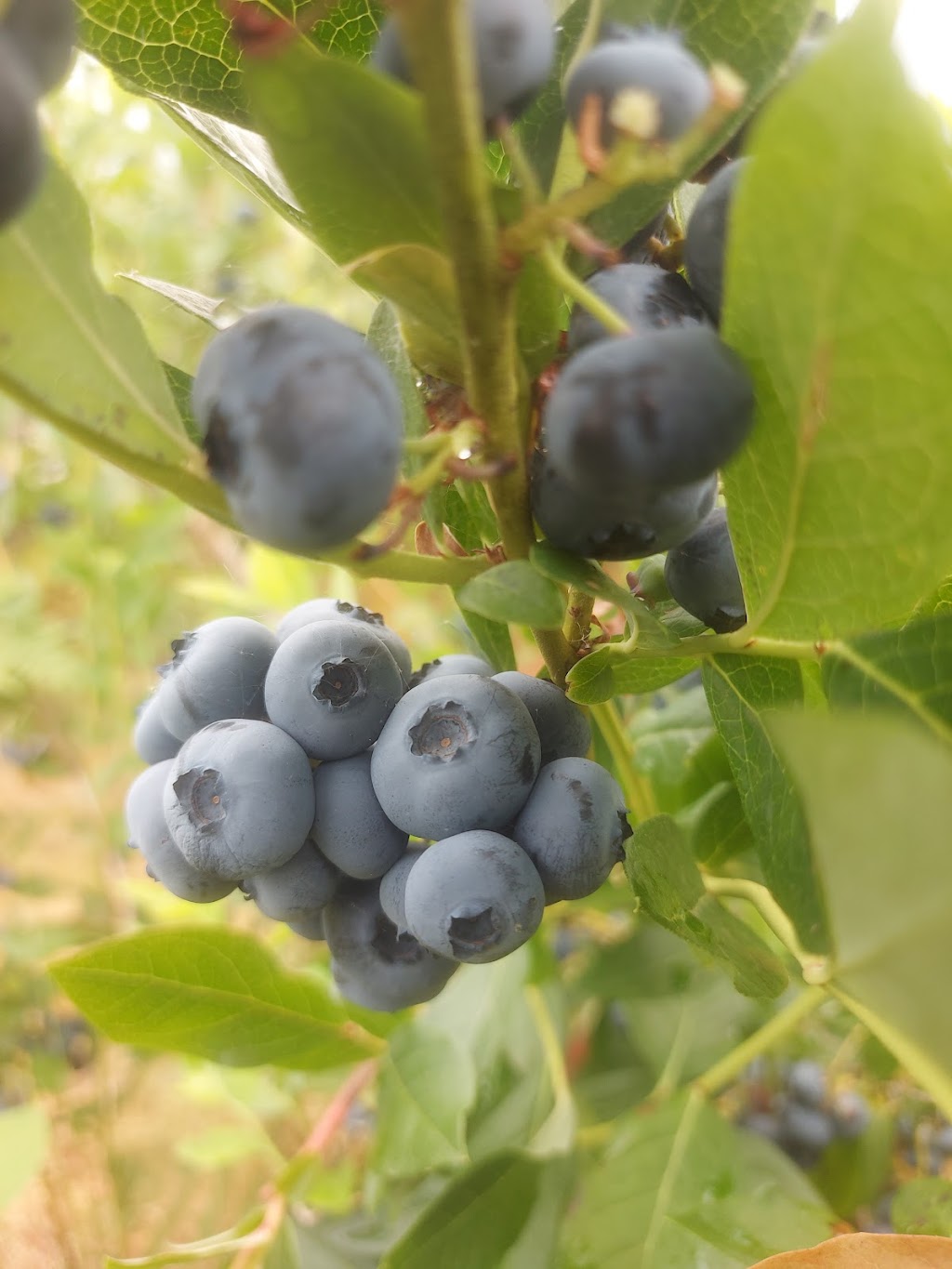 Cultus Lake Organic Blueberries | 1385 Frost Rd, Lindell Beach, BC V2R 4X8, Canada | Phone: (604) 858-5222