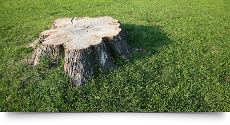 Toronto Stump Removal | 82 Fountainbridge Dr, Bolton, ON L7E 1V6, Canada | Phone: (647) 448-2395