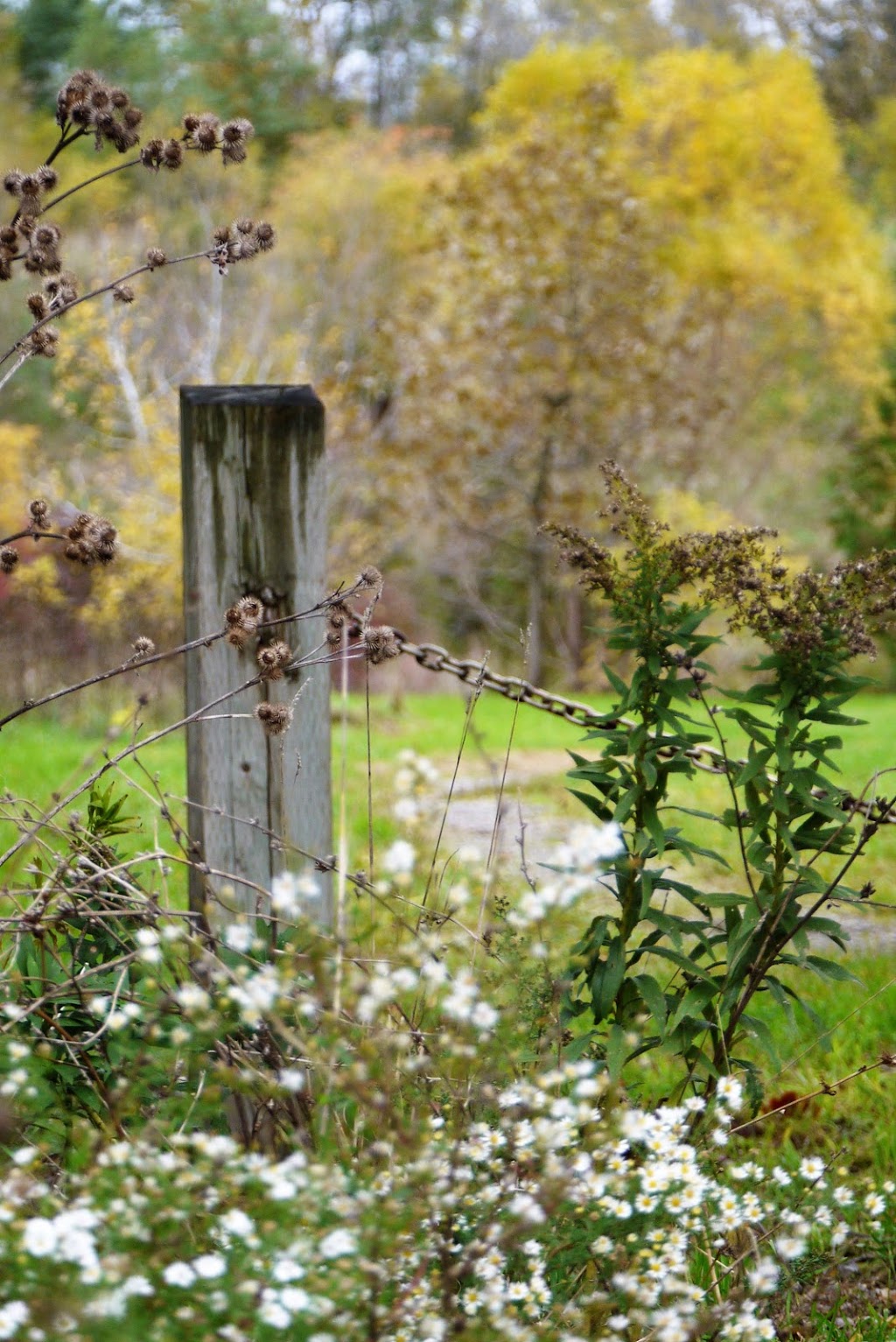 Delsey Wetlands | Cairns Ave, Dundas, ON L9H 1H2, Canada