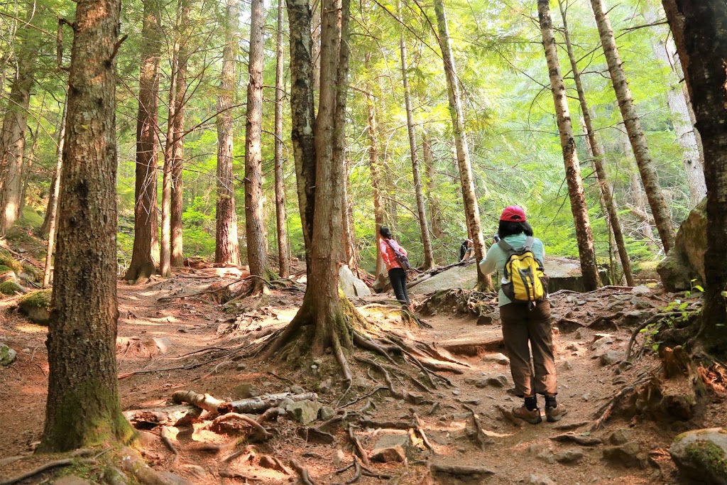 Chilliwack Lake Provincial Park | Trans Canada Trail, Rosedale, BC V0X 1X0, Canada | Phone: (604) 986-9371