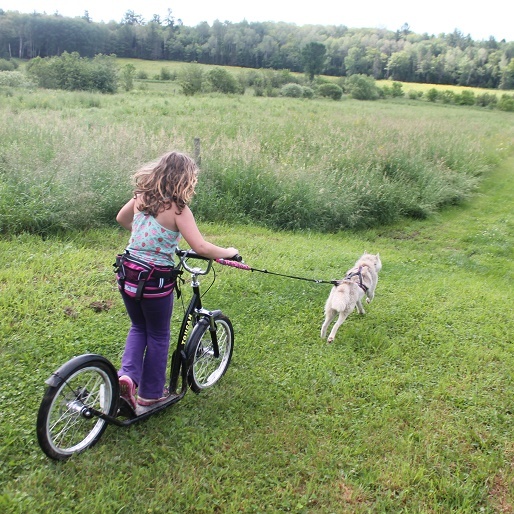 Chiens de traîneau Gatineau Sled Dogs | 10 Mnt Dumouchel, Thurso, QC J0X 3B0, Canada | Phone: (819) 983-2410