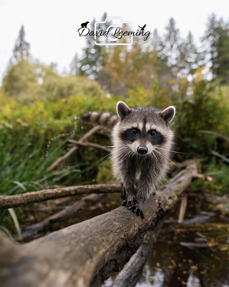 David Leeming Photography | 1475 Riverside Dr W, North Vancouver, BC V7H 1V7, Canada | Phone: (604) 837-1579