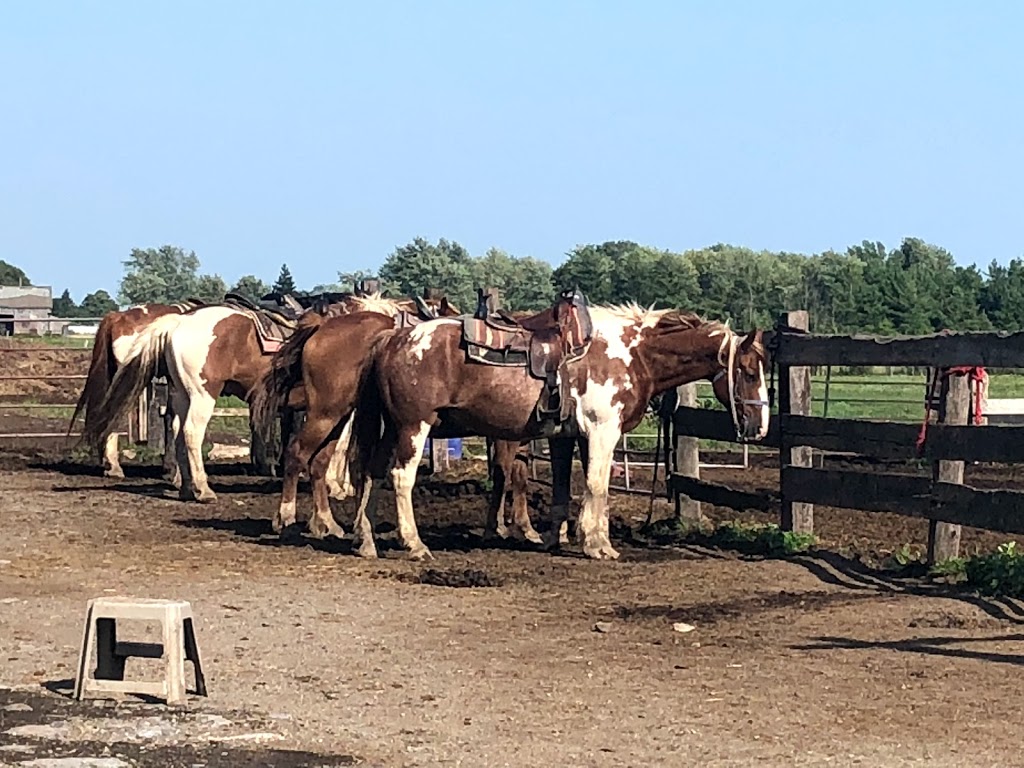 HorsePlay Niagara | 11061 Ellsworth Rd N, Port Colborne, ON L3K 5V4, Canada | Phone: (905) 834-2380