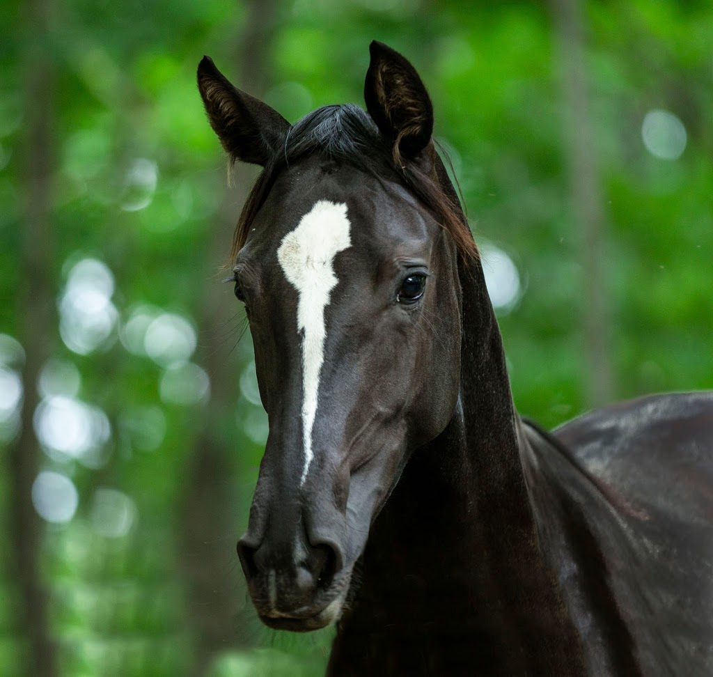 Centre Equestre Evasion | 2005 Chemin Lemire, Sherbrooke, QC J1H 0C5, Canada | Phone: (819) 345-2206