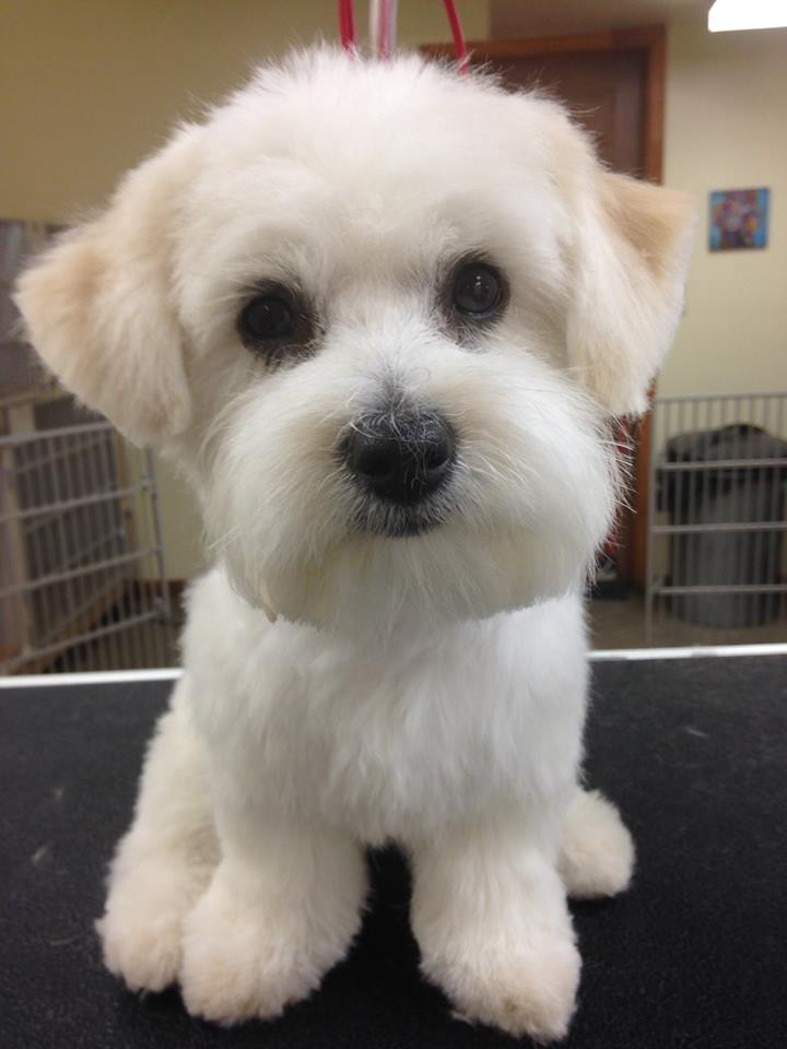 The Clip Joint Dog Grooming | 3050 Rutledge Rd, Sydenham, ON K0H 2T0, Canada | Phone: (613) 376-6242