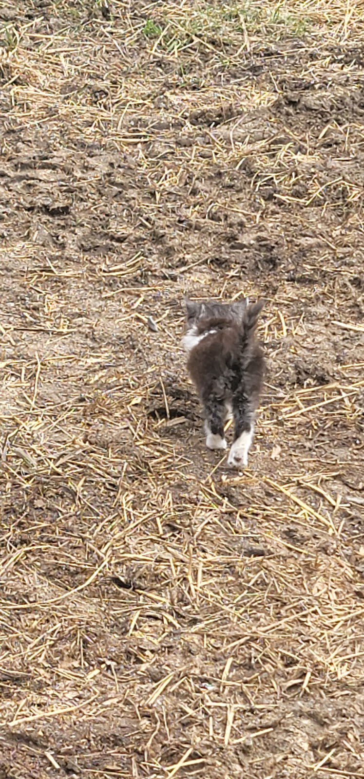 Ferme Origine | 1001 Chem. des Îles, Pintendre, QC G6C 1B5, Canada | Phone: (418) 931-9533