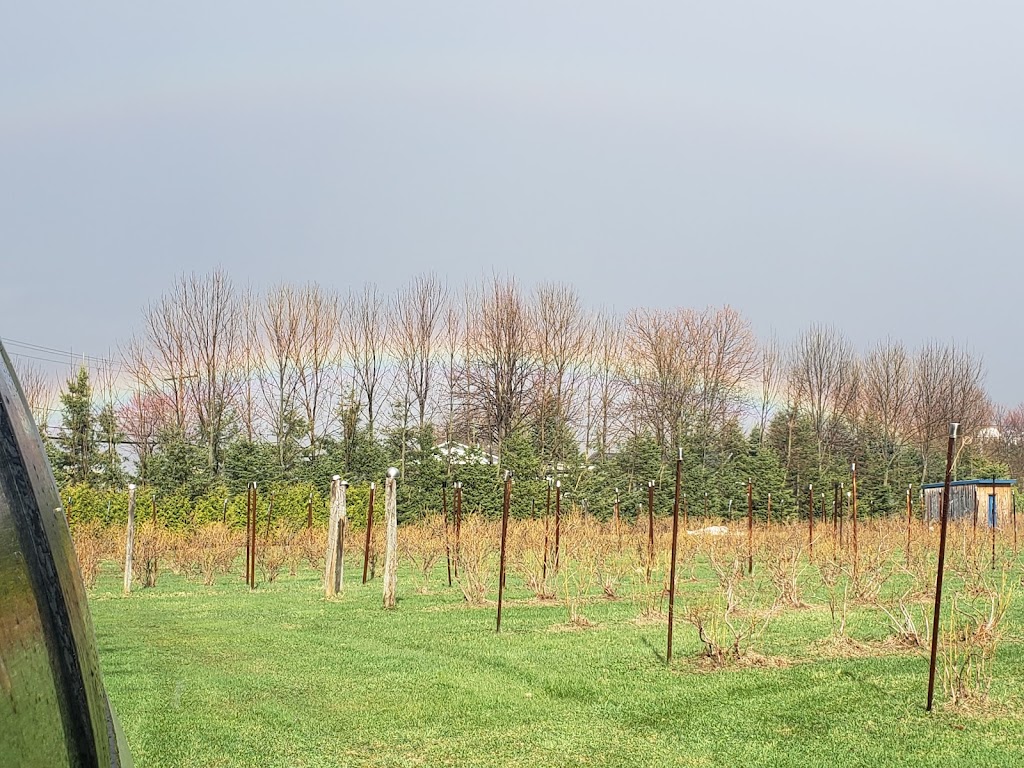 Bleuetière des plaines | 186 Chem. de la Plaine, Sainte-Anne-des-Plaines, QC J0N 1H0, Canada | Phone: (514) 207-8424