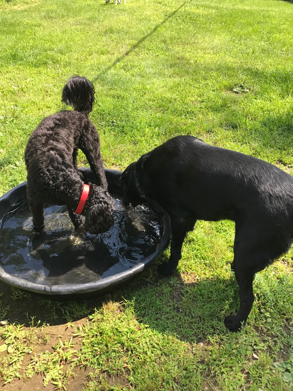 Paw Prints Forever Doggy Daycare | 2475 Fred Jones Rd, Haliburton, ON K0M 1S0, Canada | Phone: (705) 854-0468