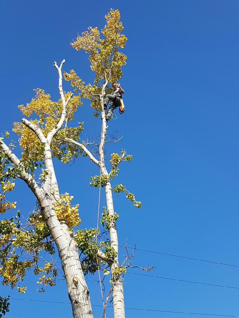 Tomrens Tree Services | No street address, Calgary, AB T2K 6J8, Canada | Phone: (403) 561-7194